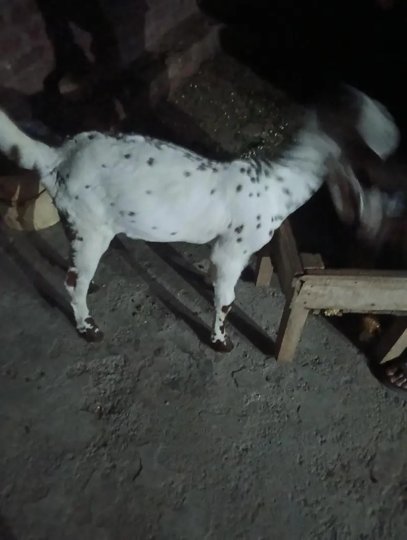 bakri bakra — photo 2