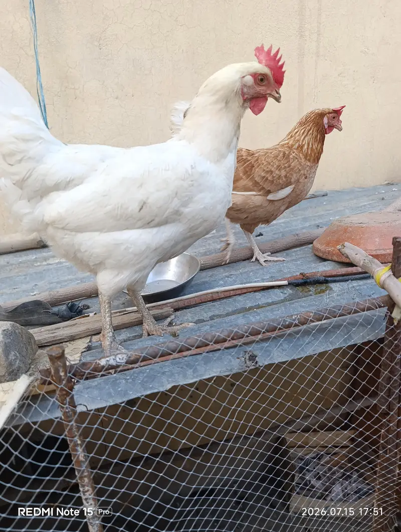 aseel phatta/ lohman hens — photo 2