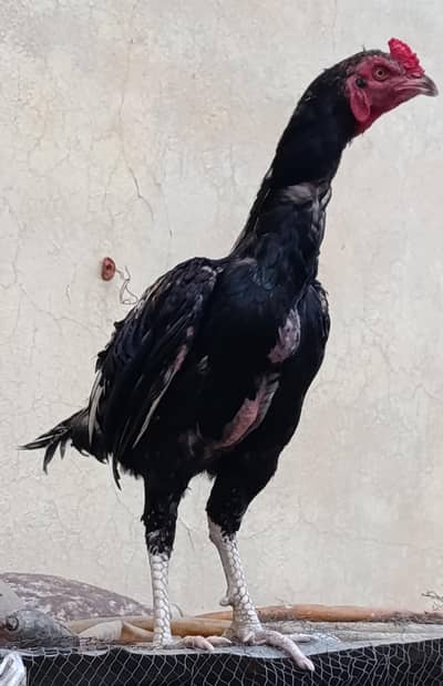 aseel phatta/ lohman hens