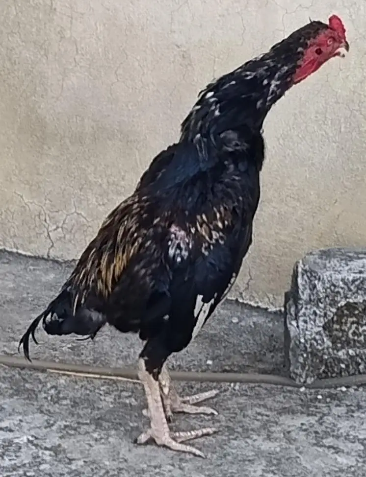 aseel phatta/ lohman hens — photo 4