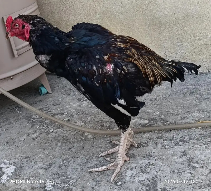 aseel phatta/ lohman hens — photo 5