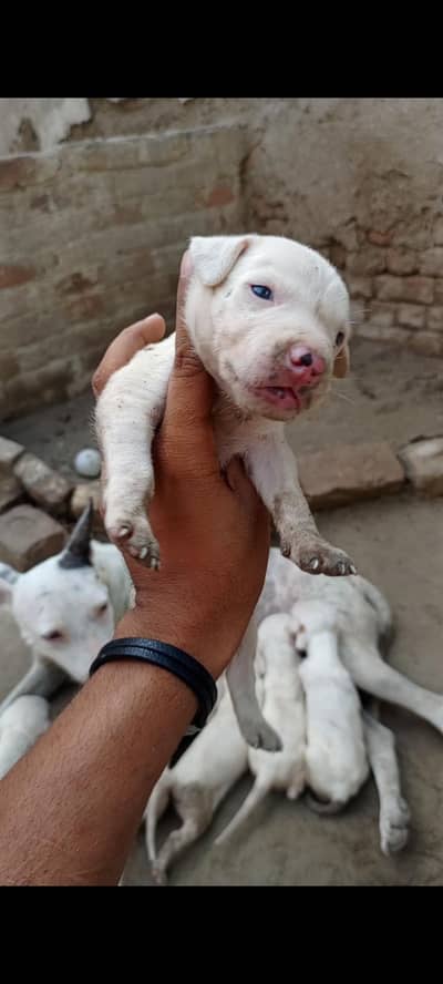 bulldong gultair pups available