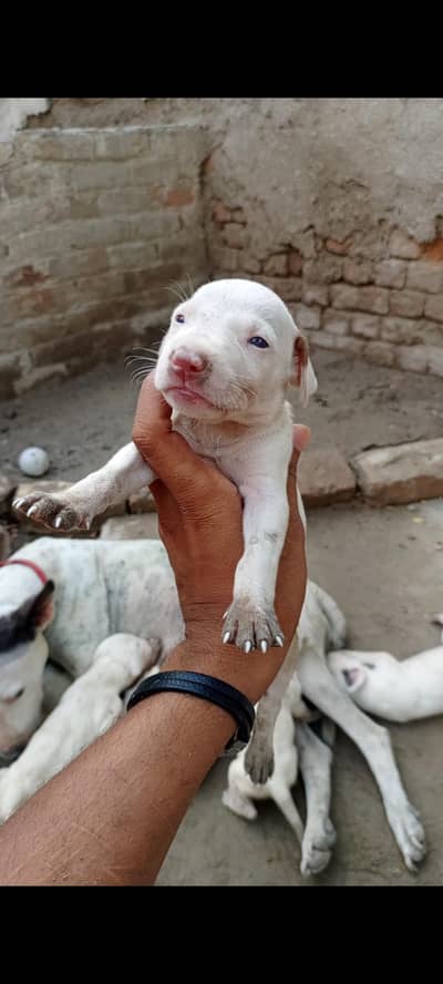 gultiar bully pups available