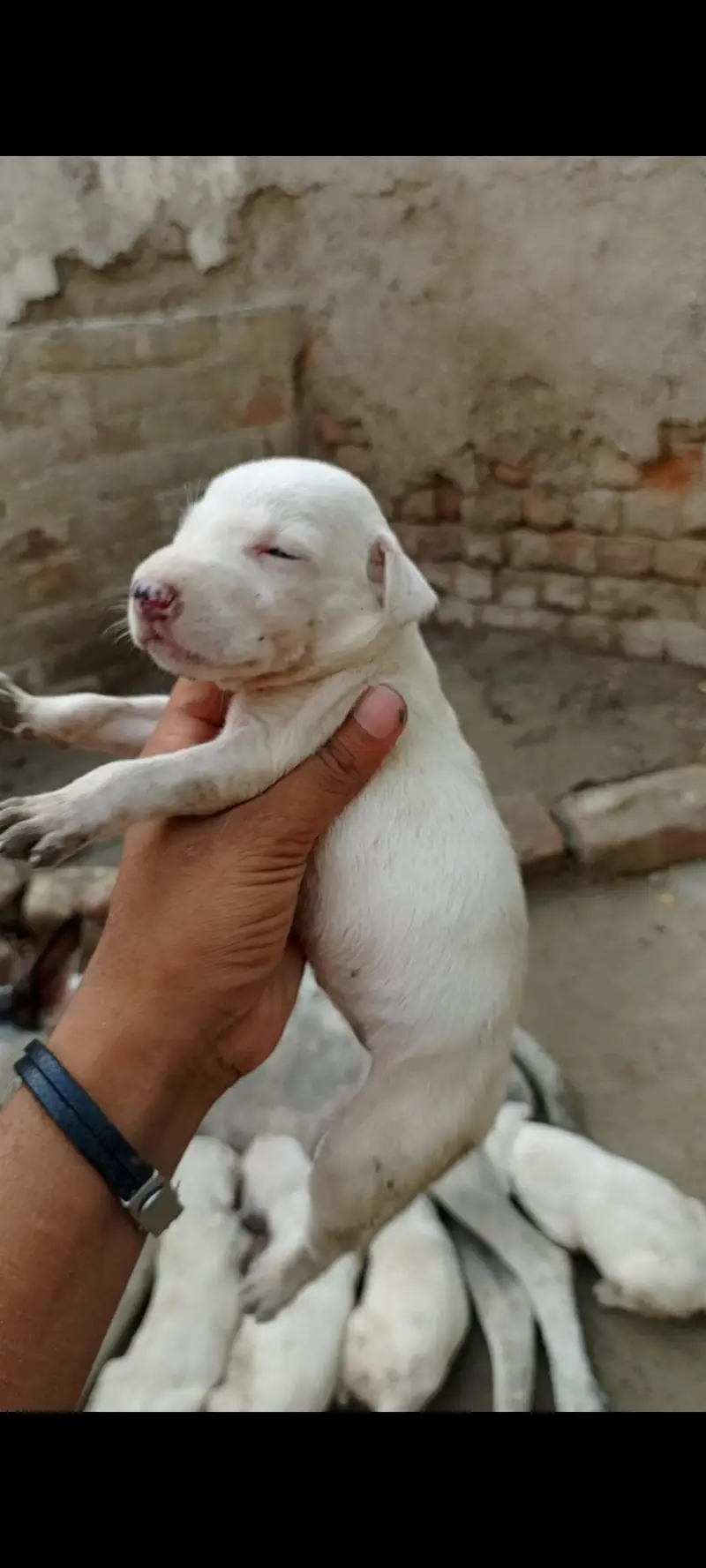 bulldong gultair pups available — photo 3