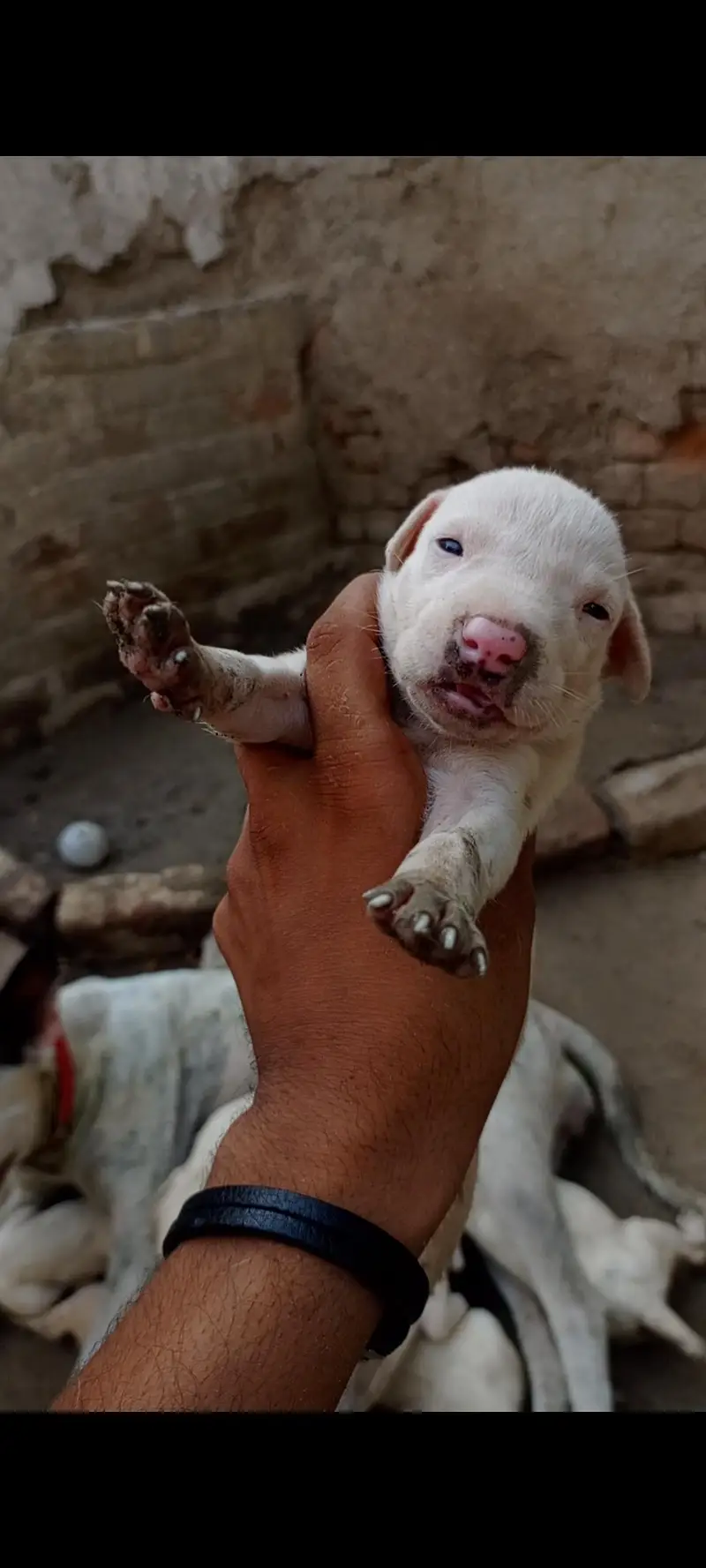 bulldong gultair pups available — photo 4