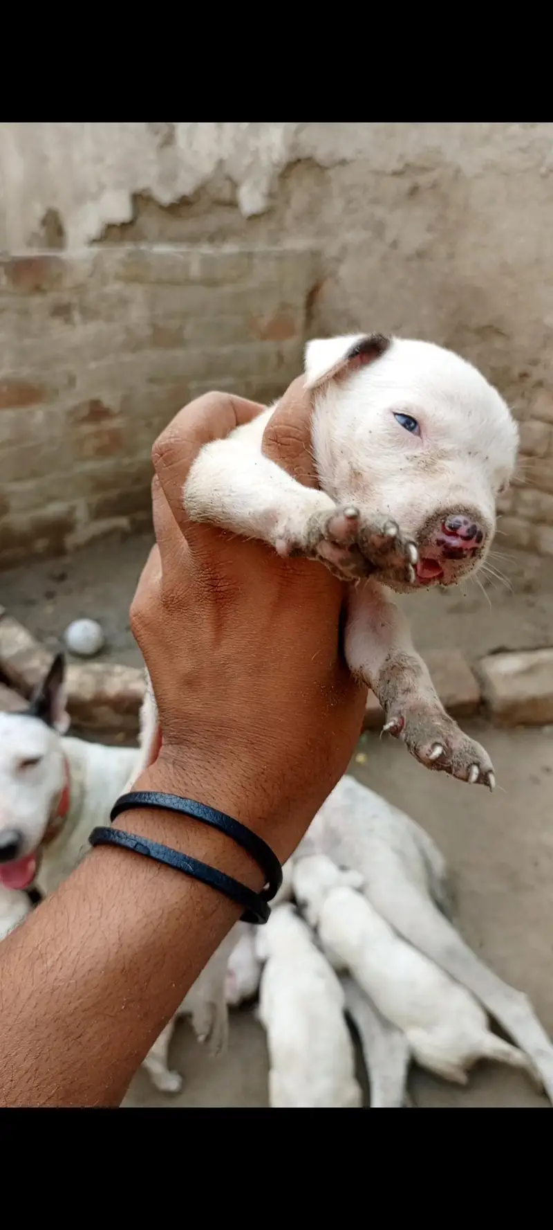 bulldong gultair pups available — photo 5
