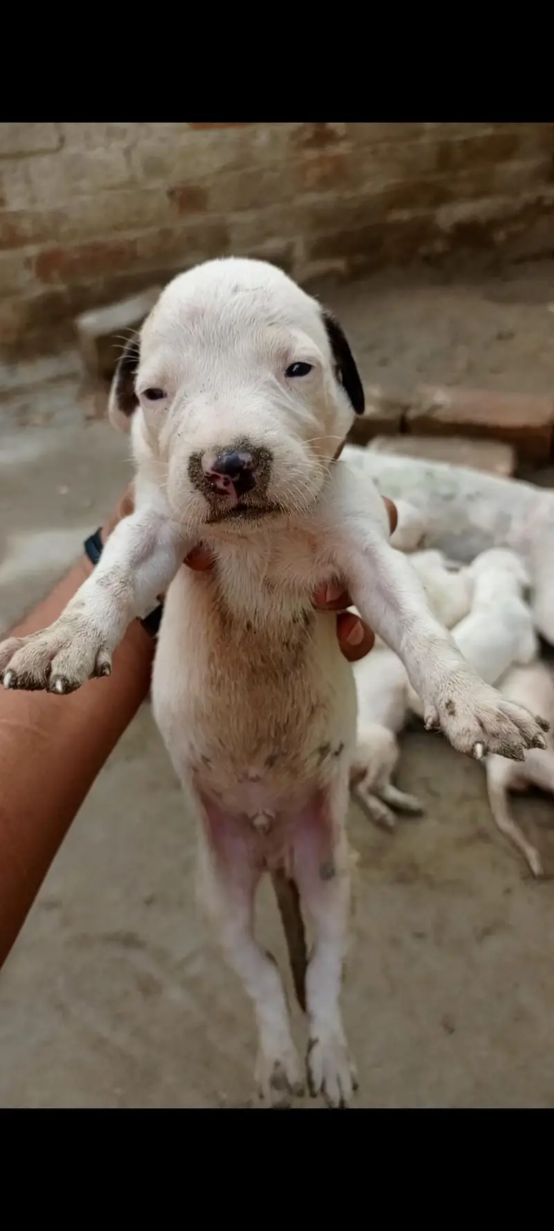 bulldong gultair pups available — photo 6
