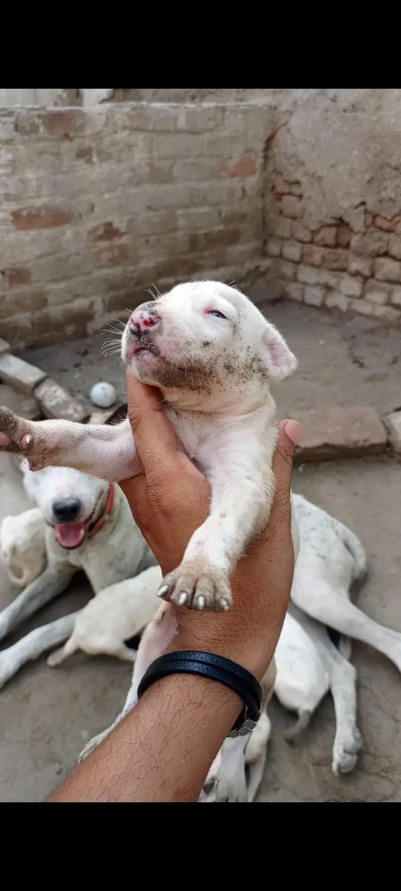 bulldong gultair pups available — photo 7