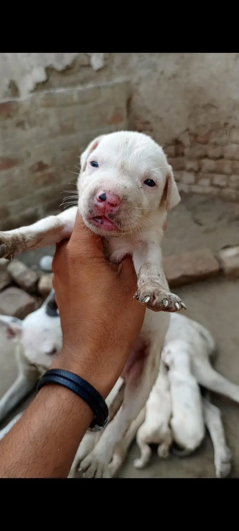 bulldong gultair pups available — photo 8