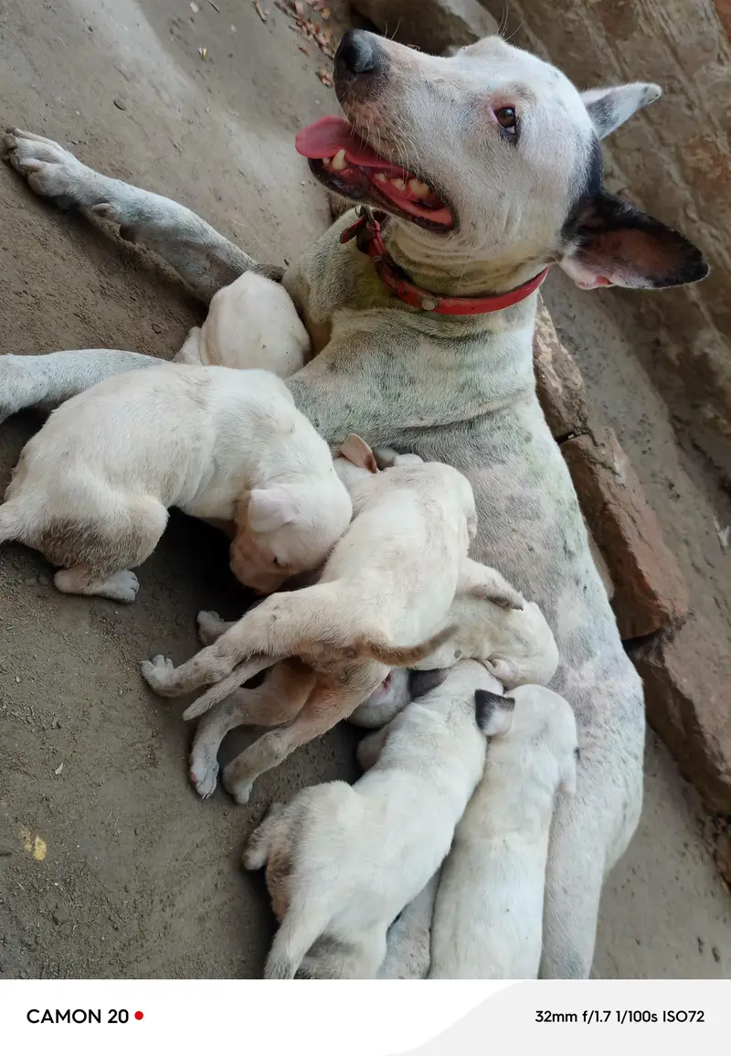 bulldong gultair pups available — photo 9