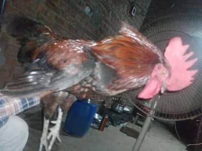 Desi murg