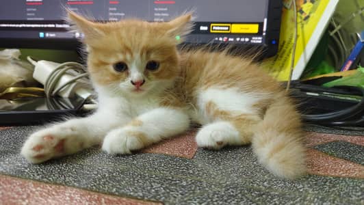 persion cat
