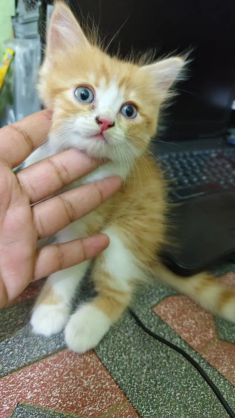 persion cat — photo 2