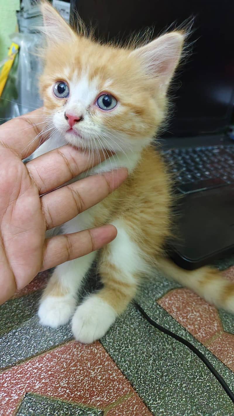 persion cat 2