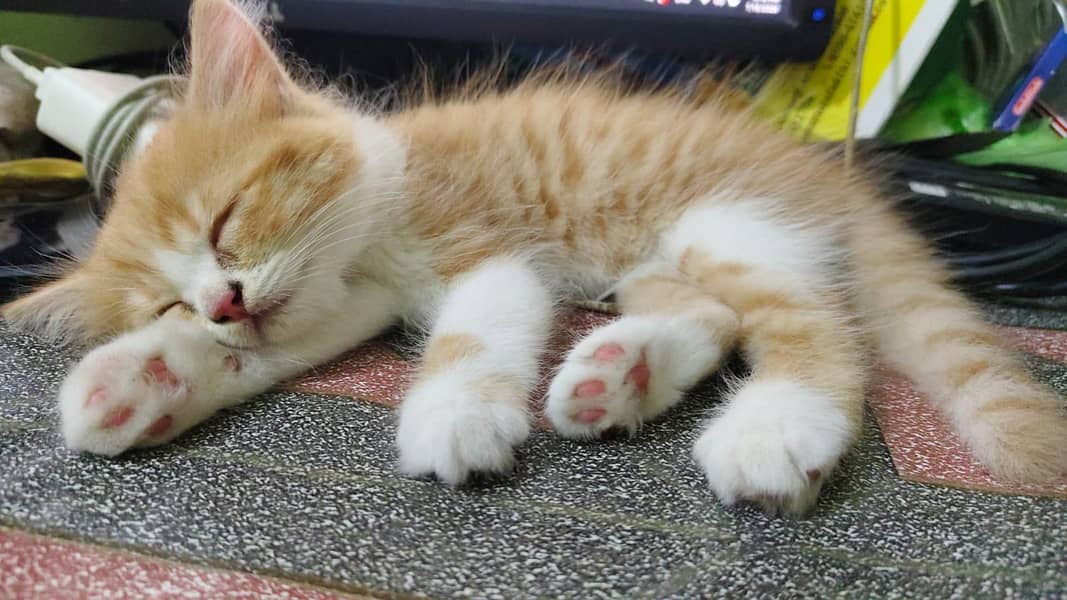 persion cat 3