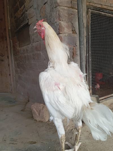 heera aseel pair ,top quality