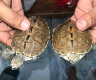 pair of turtles