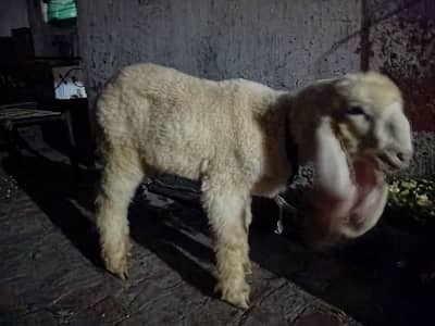 Kajla chatra 4 sale