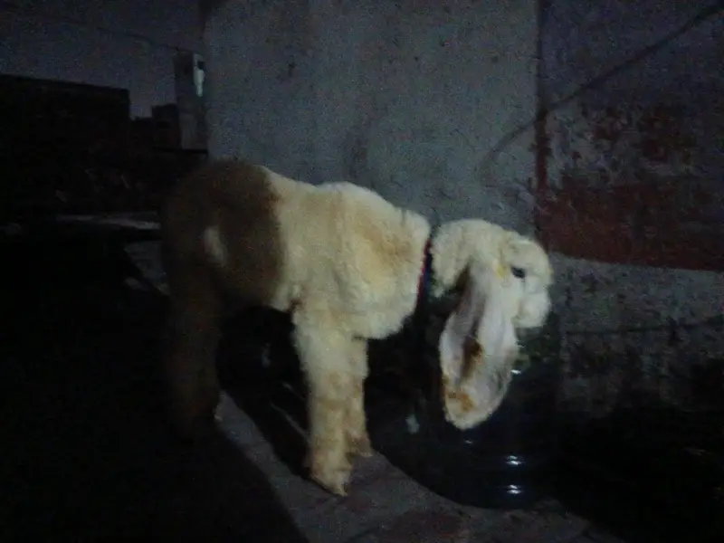 Kajla chatra 4 sale — photo 5