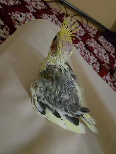 cockatiel chihs for hand taim par pas