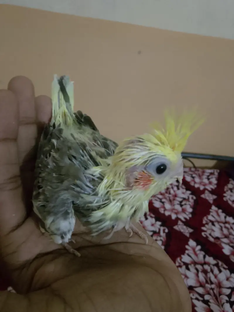 cockatiel chihs for hand taim par pas — photo 2