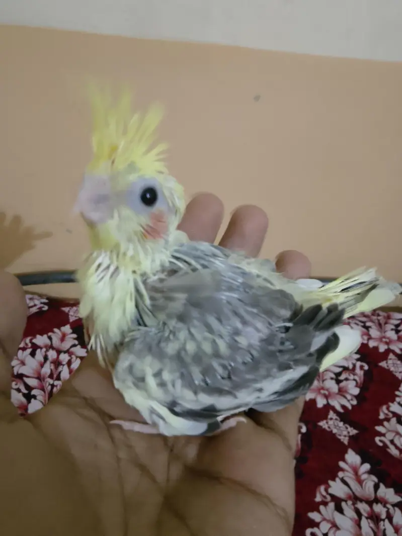 cockatiel chihs for hand taim par pas — photo 3