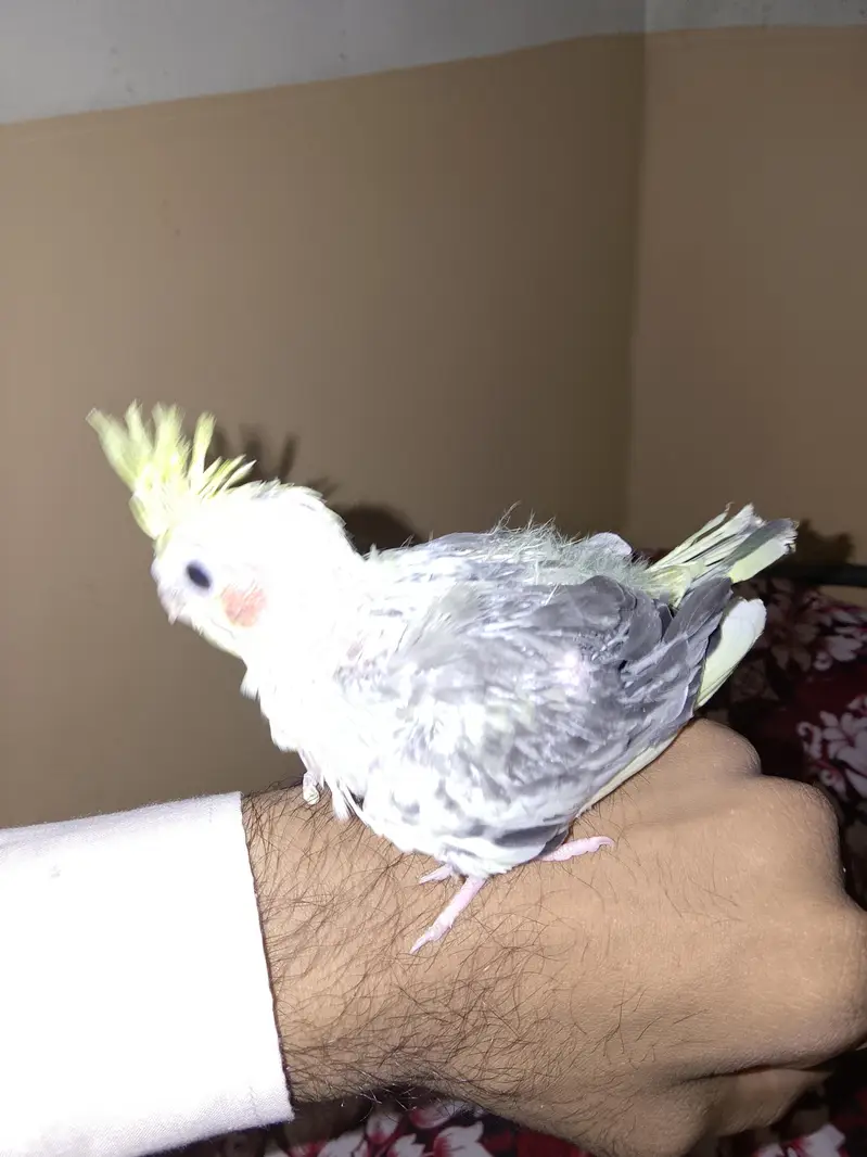 cockatiel chihs for hand taim par pas — photo 4