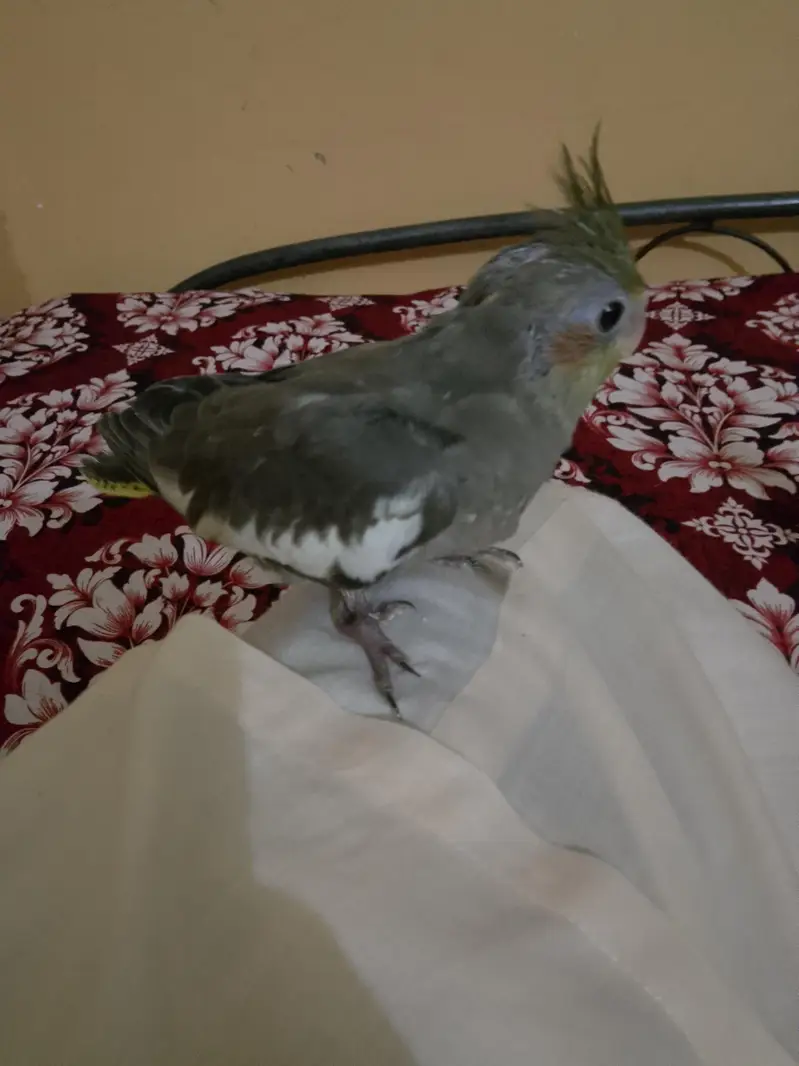 cockatiel chihs for hand taim par pas — photo 5
