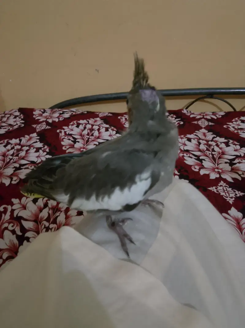 cockatiel chihs for hand taim par pas — photo 7