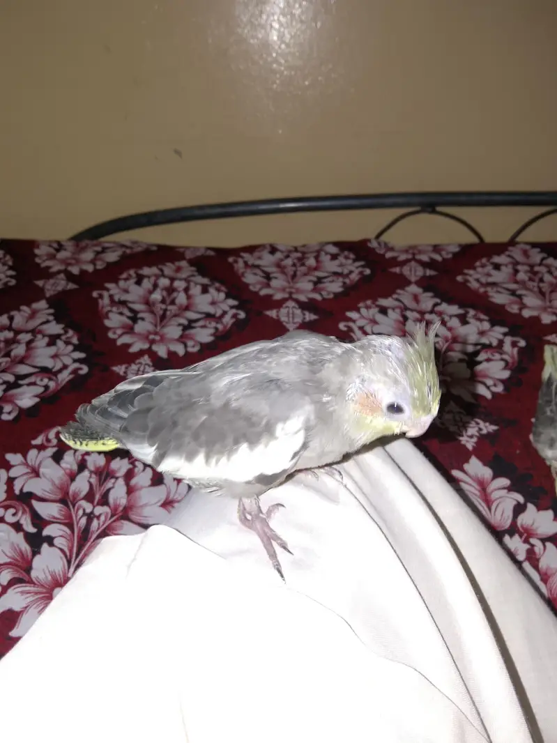 cockatiel chihs for hand taim par pas — photo 8