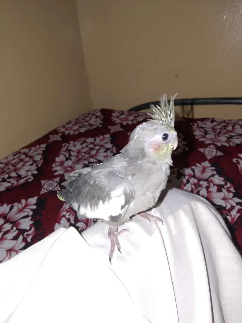 cockatiel chihs for hand taim par pas — photo 9