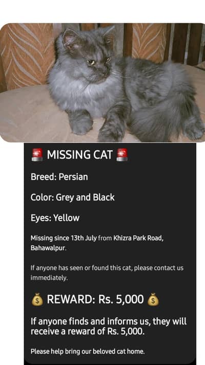 missing cat if anyone finds and tell there will be a reward of 5000