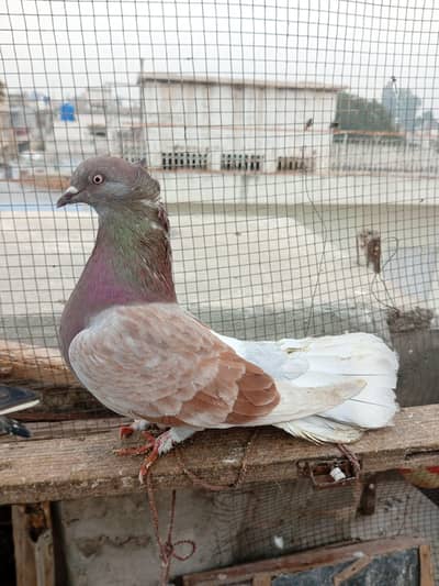 laki female for sale