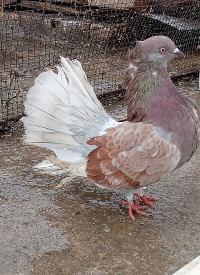 laki female for sale
