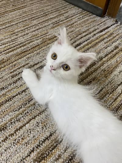 Persian White Kitten ( Cat )