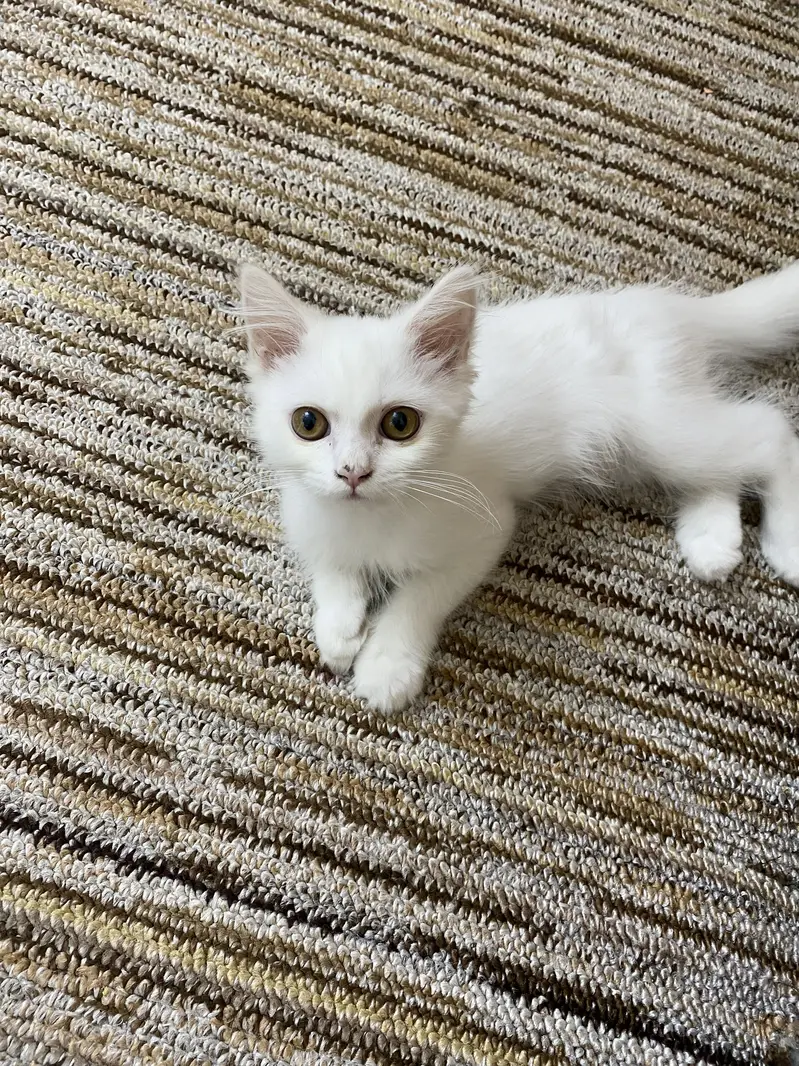 Persian White Kitten ( Cat ) — photo 2