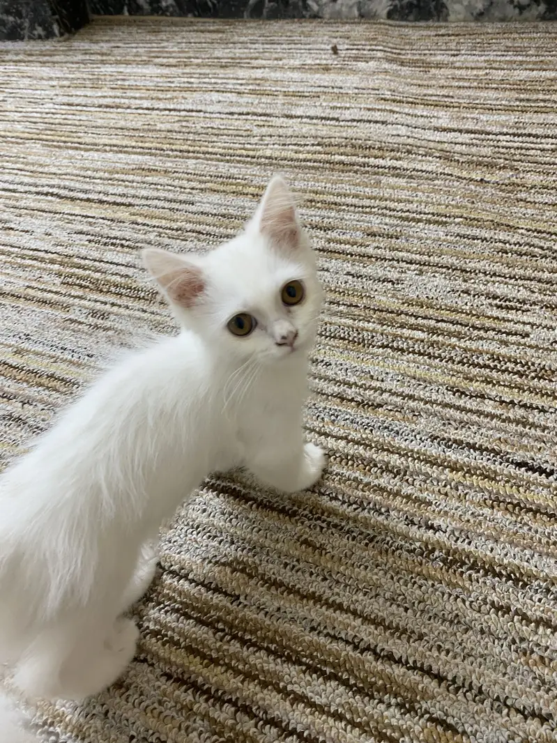 Persian White Kitten ( Cat ) — photo 3