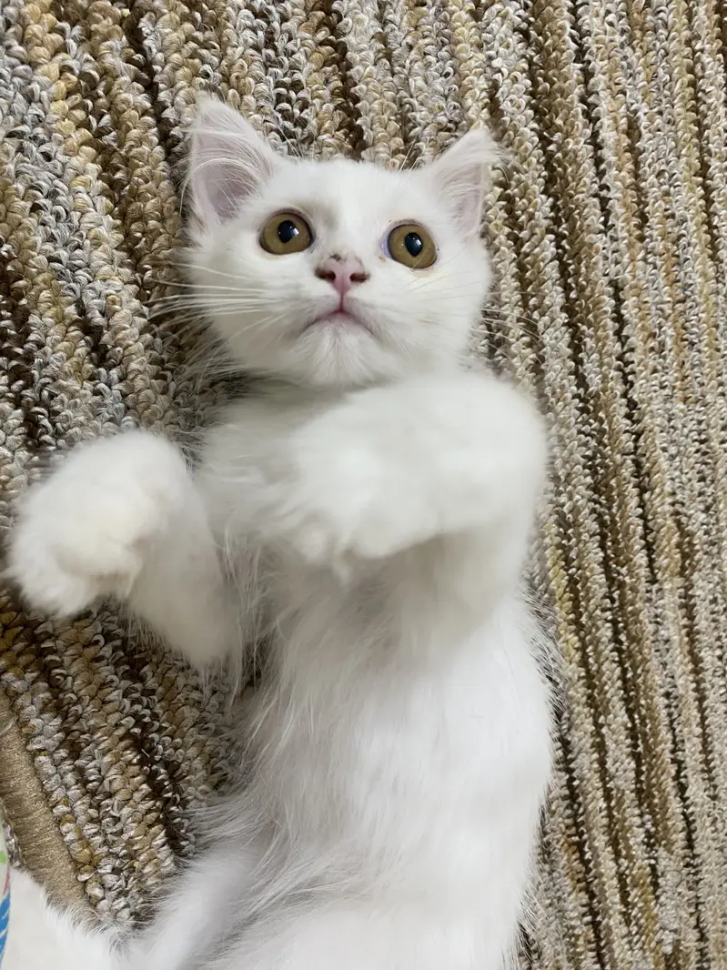 Persian White Kitten ( Cat ) — photo 4