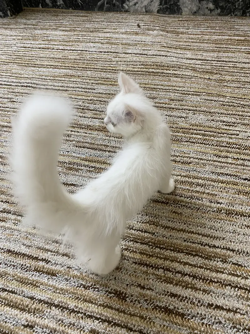 Persian White Kitten ( Cat ) — photo 5