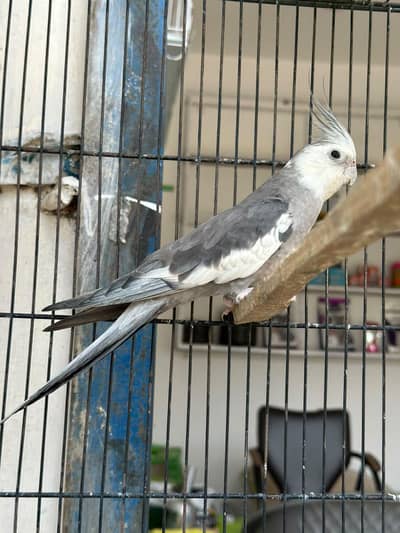 cockatiel pair