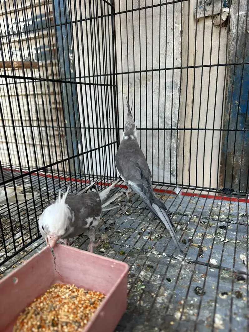 cockatiel pair — photo 2