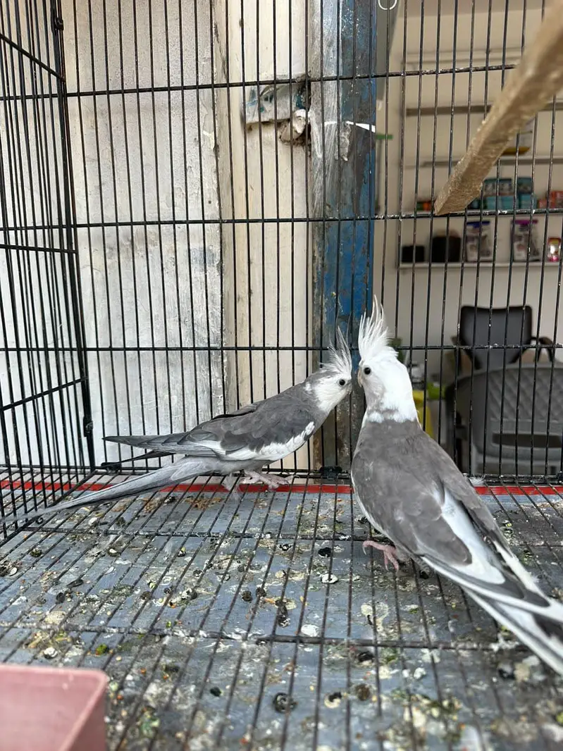 cockatiel pair — photo 3