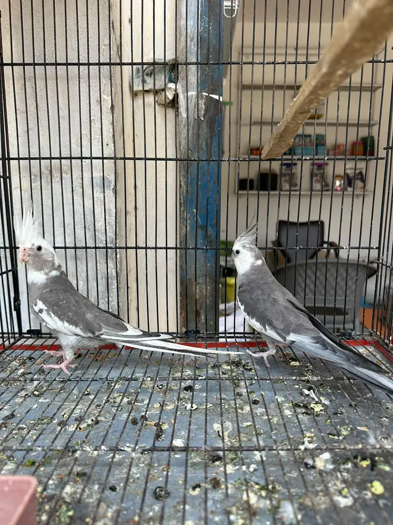 cockatiel pair — photo 4