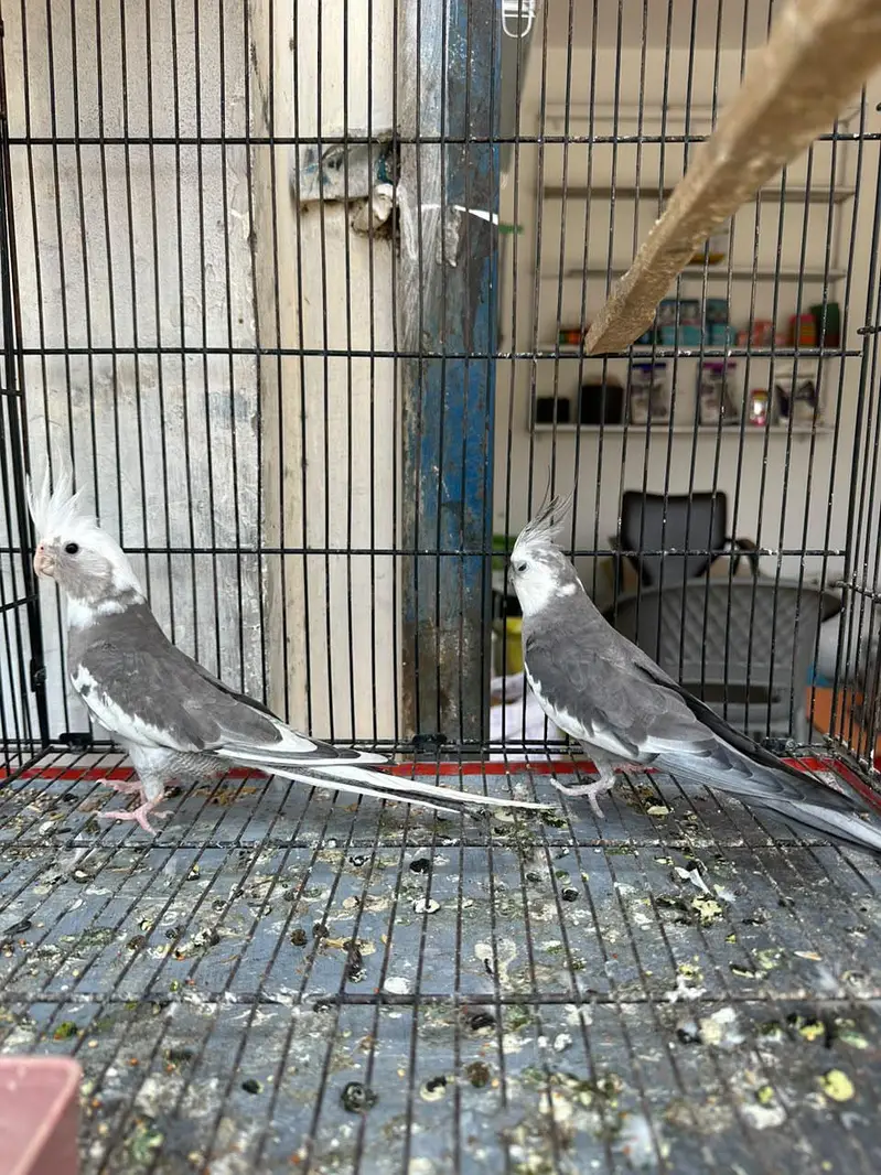 cockatiel pair — photo 5