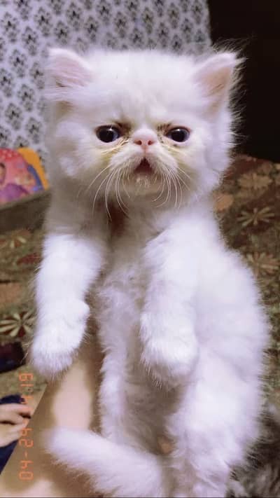 Persian pike face kitten