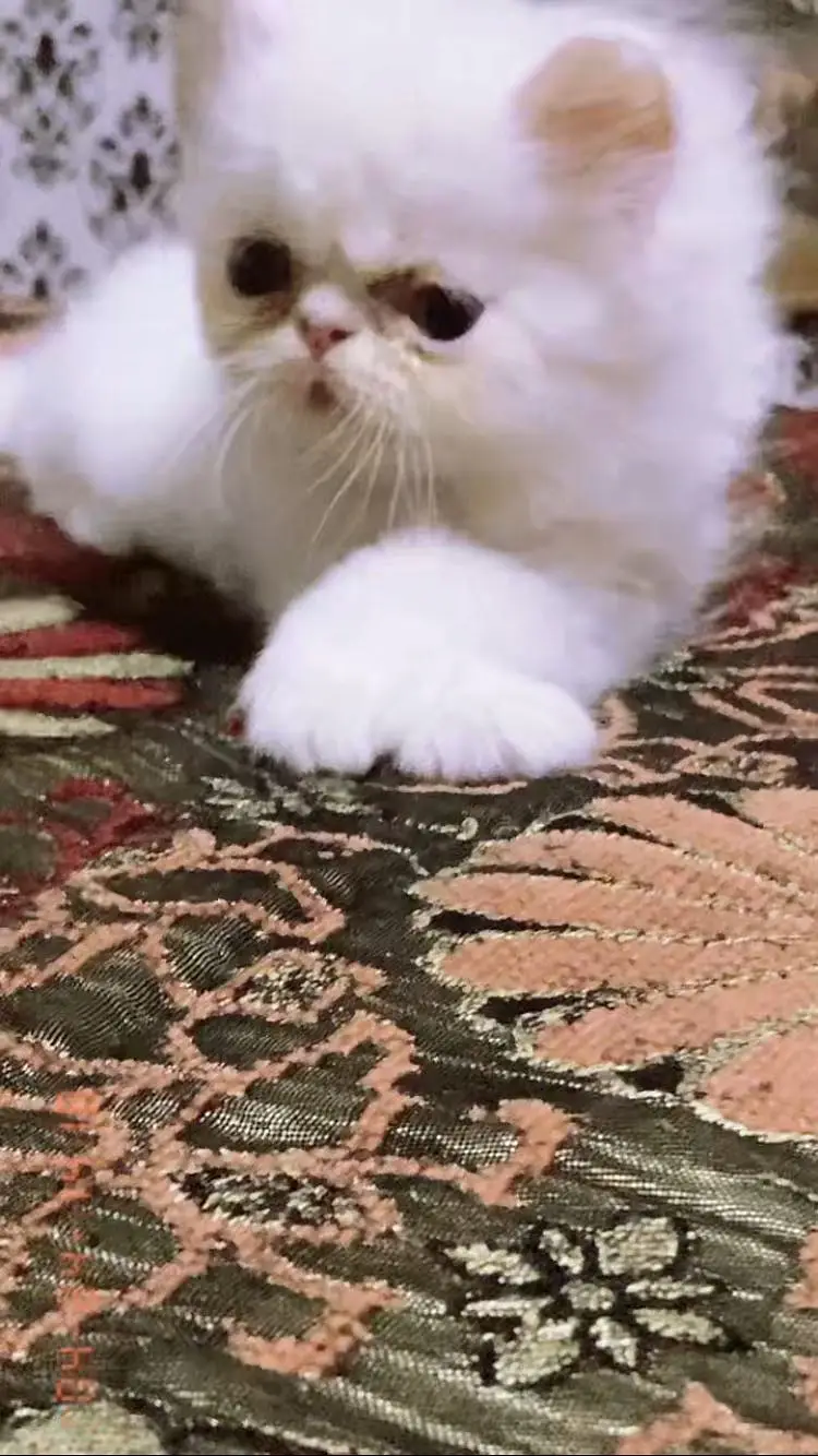 Persian pike face kitten — photo 2