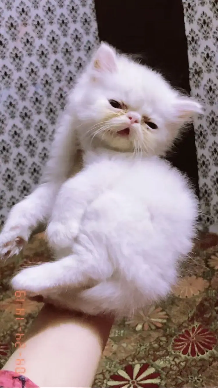 Persian pike face kitten — photo 3