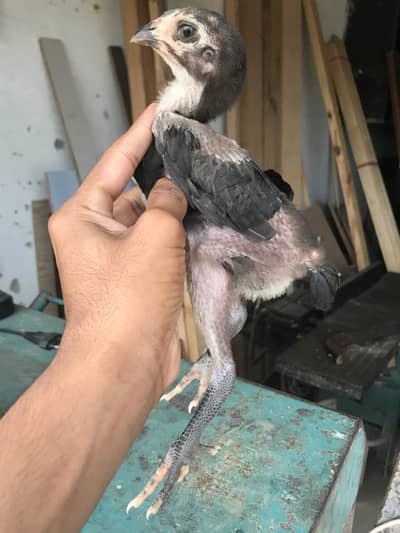 Pure aseel thi chicks for sale in low price