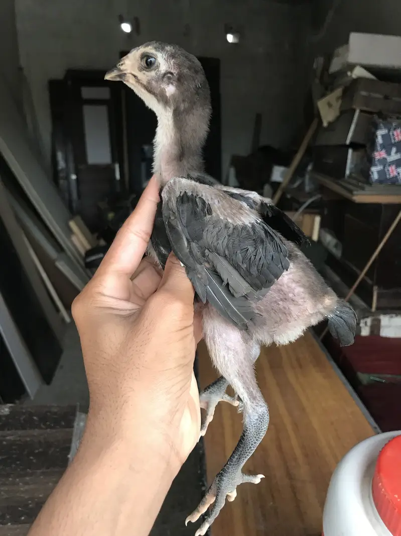 Pure aseel thi chicks for sale in low price — photo 2