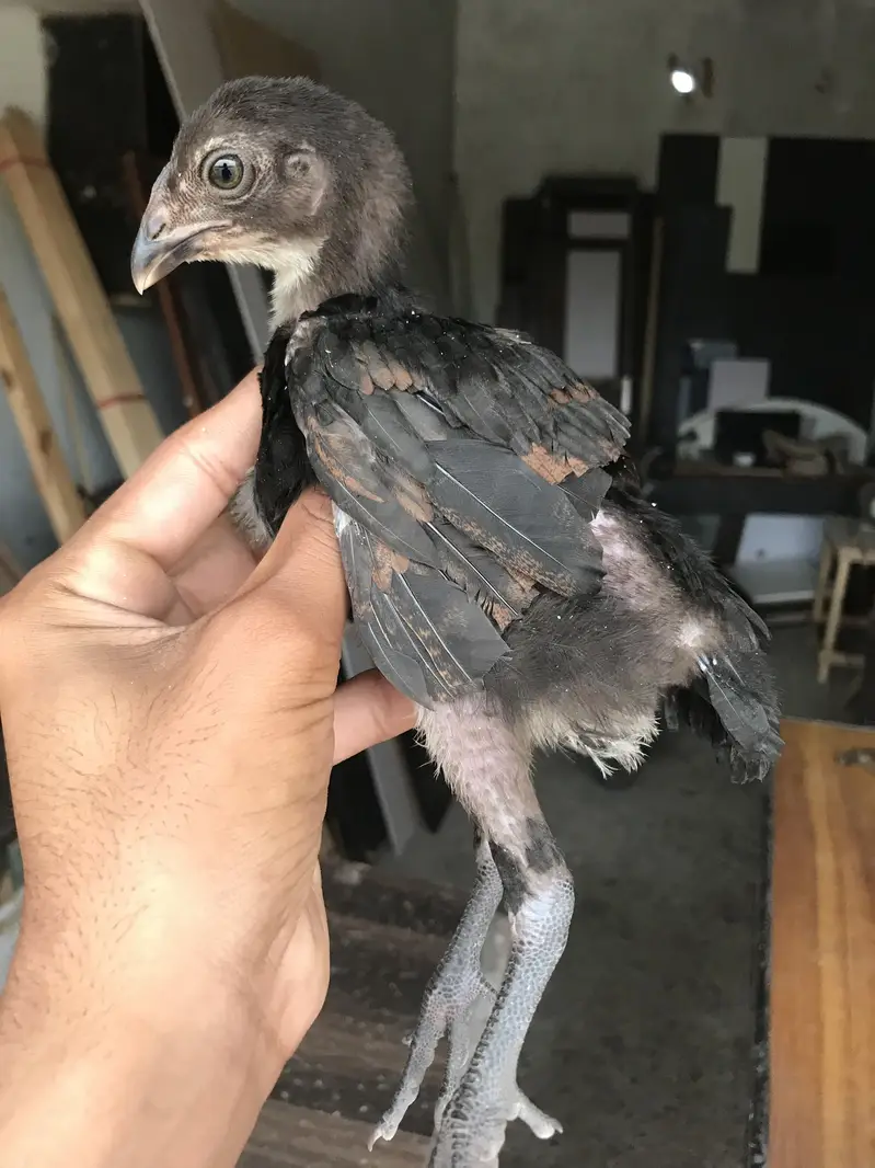 Pure aseel thi chicks for sale in low price — photo 3
